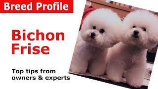 Bichon Frise Dog Breed Guide [upl. by Ylatfen]