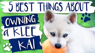 Alaskan Klee Kai  5 Best things about owning a Klee Kai [upl. by Eirhtug582]