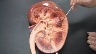 Basic kidney anatomy Part 1 [upl. by Hereld]