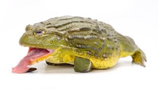 Feeding My GIANT AFRICAN BULLFROG Eats Everything In Sight [upl. by Savory]