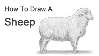 How to Draw a Sheep [upl. by Fine]