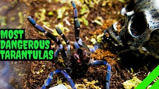 Top 10 Most DANGEROUS Tarantulas [upl. by Anjanette]