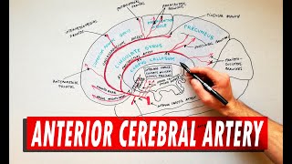 Meninges and Dural venous sinuses [upl. by Veron]