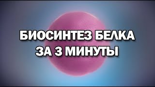 Биосинтез белка за 3 минуты даже меньше [upl. by Attenborough]