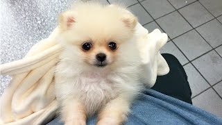 CUTEST PUPPY  Luna The 8 Week Old Pomeranian Puppy [upl. by Cristabel]