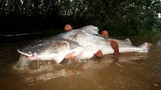 12 MAIORES PEIXES PESCADOS NO BRASIL [upl. by Yolanda975]