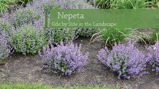 Nepeta Variety Comparison  Walters Gardens [upl. by Stucker]