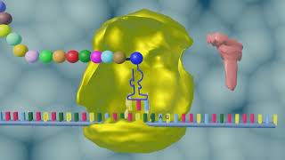 Protein Synthesis Transcription Translation [upl. by Brasca]