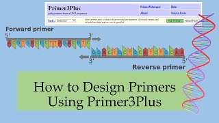 How to Design Primers Using Primer3Plus [upl. by Nylatsyrk]