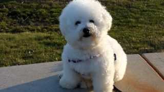 Cute Freshly Groomed Bichon Frise [upl. by Ebocaj210]