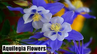 How to grow Aquilegia plant  Columbine flowers  Care and tips of Aquilegia [upl. by Oxley798]