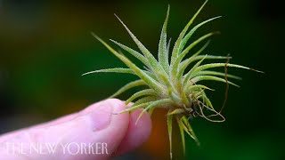 How Air Plants Grow Without Soil  The New Yorker [upl. by Bergeron]