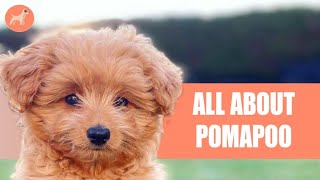 The Pomerenian Toy Poodle Mix Pomapoo Everything You Need To Know About [upl. by Nere]