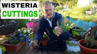 How to Take Cuttings and Propagate Wisteria  Take Cuttings  Gardening for Beginners [upl. by Akinas]