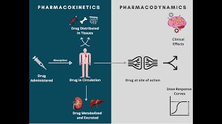 Pharmacodynamics and Pharmacokinetics  A rapid review [upl. by Nowahs]