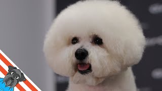 How to groom a Bichon frise [upl. by Nilrem]