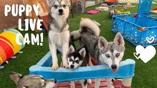 Live Puppy Cam Adorable Alaskan Klee KaiMiniature Husky Puppies [upl. by Yelha317]