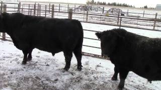 Lowline Angus Calves and Bulls [upl. by Loy]