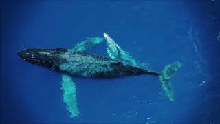 Whales in Boavista  Cape Verde [upl. by Annawahs102]