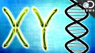 How Sex Genes Are More Complicated Than You Thought [upl. by Bose222]