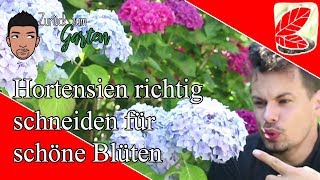 Bauern Hortensien richtig schneiden sonst keine Blüten [upl. by Brennen90]