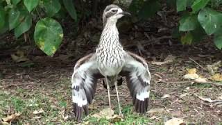 The threat display of the Bush stonecurlew [upl. by Nosyerg502]