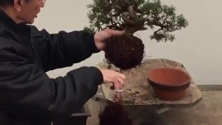 Bonsai Tree Repotting Tutorial  Peter Chan [upl. by Erodaeht]