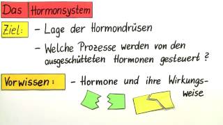 Hormonsystem  Biologie  Humanbiologie [upl. by Eetnuahs625]