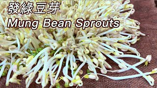 How to Sprout Mung Beans  Done Right and Perfect Every Time Shorts [upl. by Robinette834]