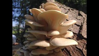 White Oyster Mushrooms Pleurotus pulmonarius [upl. by Tartan]