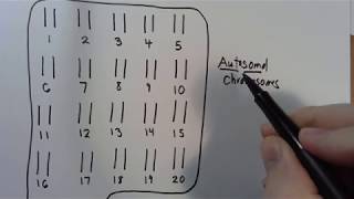 9 Autosomal vs Sex Chromosomes [upl. by Doria]