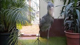 Shoebill stork clattering sounds like machine guun Japan Matsue Vogel Park [upl. by Hamimej]