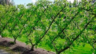 One Way to Espalier your Fruit Trees [upl. by Jonathon]