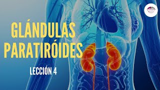 4 GLÁNDULAS PARATIROIDES FISIOLOGÍA DEL SISTEMA ENDOCRINO [upl. by Hsetirp]