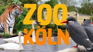 Zoo Köln  Zoo Eindruck [upl. by Aihsyn230]