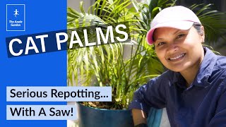 Repotting And Separating A Cat Palm [upl. by Gredel]