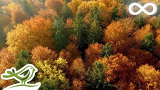 Beautiful Relaxing Music  Calming Piano amp Guitar Music by Soothing Relaxation [upl. by Sivolc]