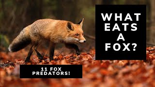 What Eats A Fox 11 Predators That Prey On Foxes  Fox Predators  Red Foxes [upl. by Harbard]