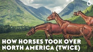 How Horses Took Over North America Twice [upl. by Belter]