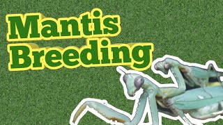 How To Breed Praying Mantises For Beginners [upl. by Furiya]