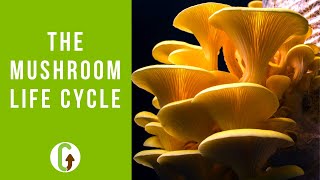 The Life Cycle Of Mushrooms Including Timelapse Footage  GroCycle [upl. by Anneliese820]