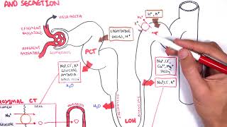 Nephrology  Physiology Reabsorption and Secretion [upl. by Zorine]