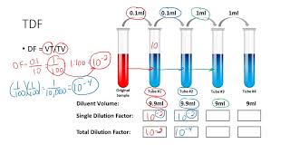 Determining the Total Dilution Factor [upl. by Namlas]