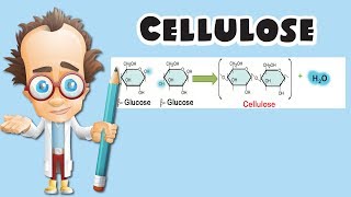 Cellulose [upl. by Gerhardt]