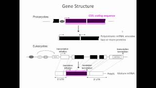 Gene Structure [upl. by Saphra913]