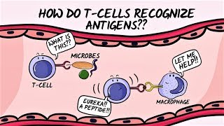 T cell Immunity dendritic cells and naive t cells [upl. by Dyche968]