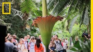 The Corpse Flower Behind the Stink  National Geographic [upl. by Brathwaite]