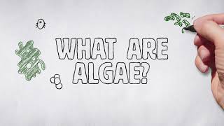 What are algae [upl. by Petersen]