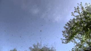 Swarm in flight  Bee Vlog 91  Apr 26 2013 [upl. by Isabea]