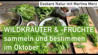 Essbare Wildkräuter und früchte im Oktober sammeln amp bestimmen in Oberbayern [upl. by Rosdniw770]